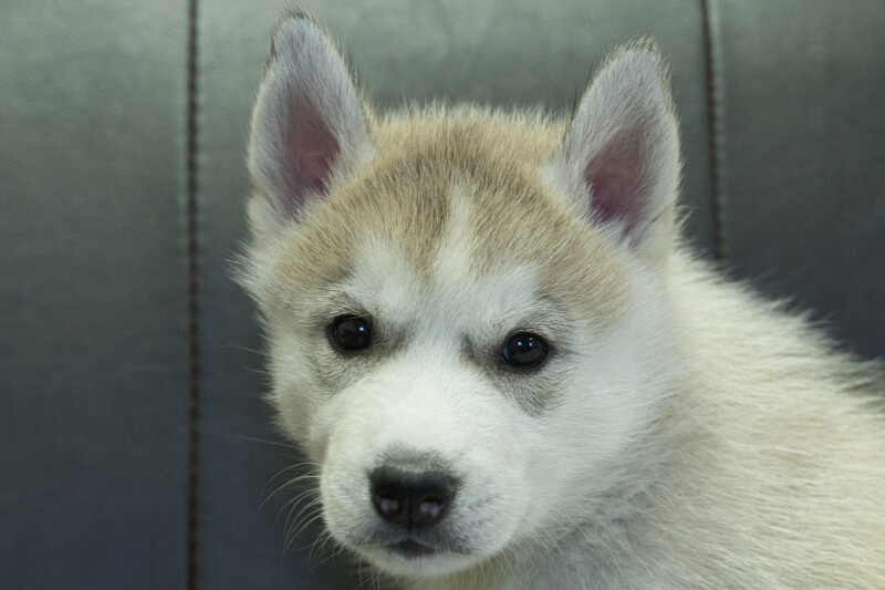 シベリアンハスキーの子犬の写真202211052 12月16日現在