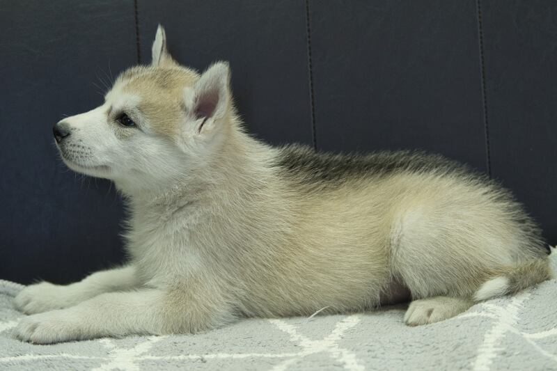 シベリアンハスキーの子犬の写真202211052-2 12月16日現在