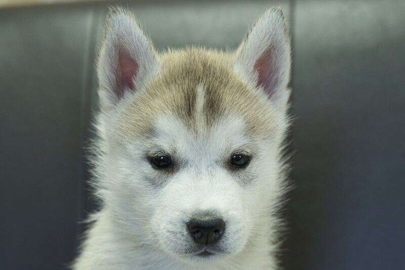 シベリアンハスキーの子犬の写真202211051 12月16日現在