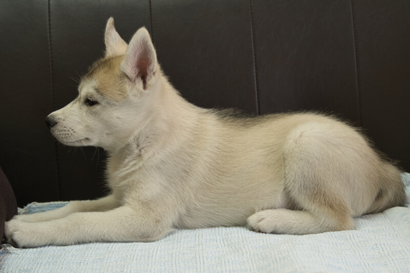 シベリアンハスキーの子犬の写真202211052-2 1月12日現在