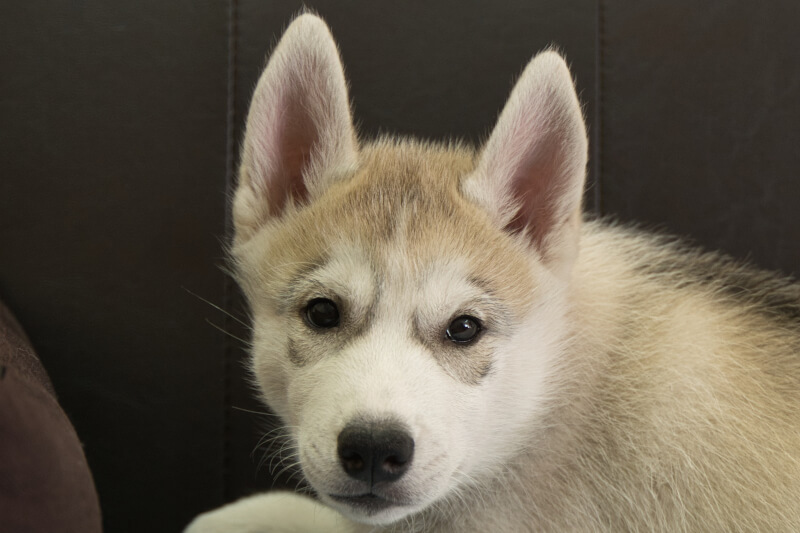 シベリアンハスキーの子犬の写真202211051 1月12日現在