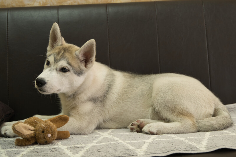 シベリアンハスキーの子犬の写真202211052-2 1月31日現在