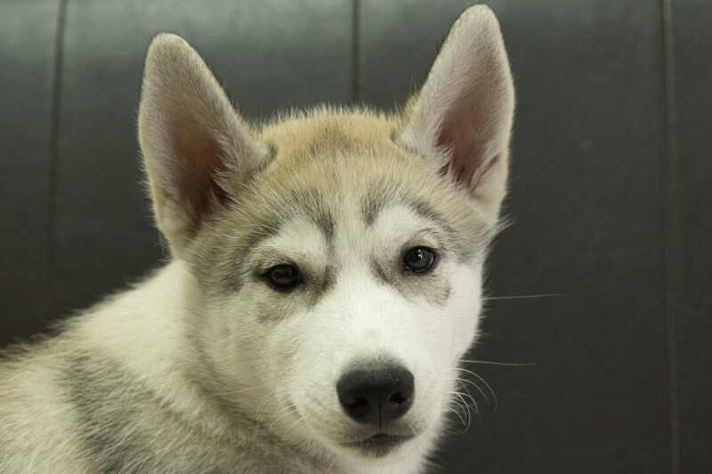 シベリアンハスキーの子犬の写真202211051 1月31日現在