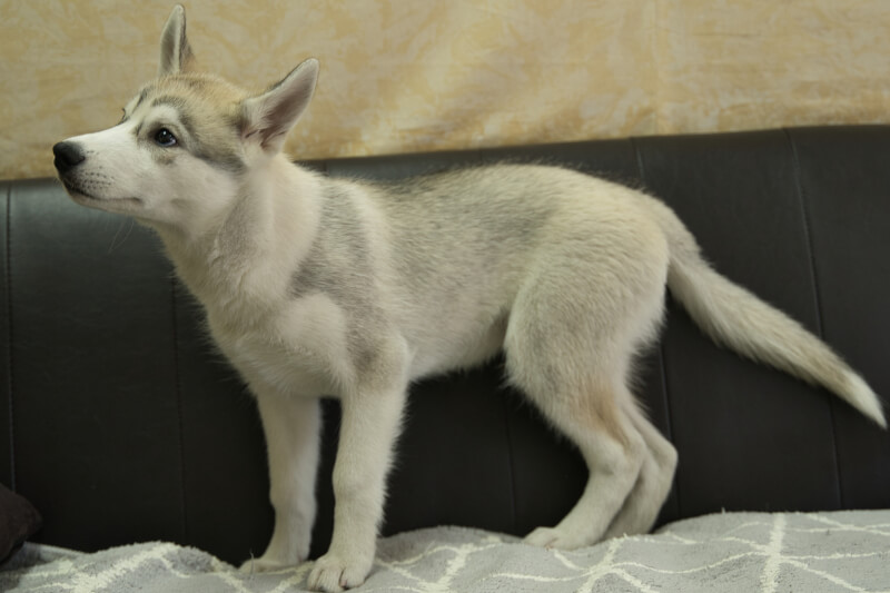 シベリアンハスキーの子犬の写真202211051-2 1月31日現在