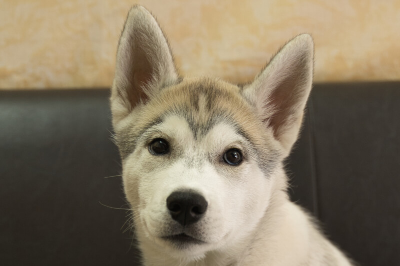 シベリアンハスキーの子犬の写真202211052 1月31日現在