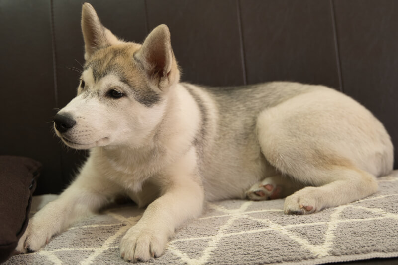シベリアンハスキーの子犬の写真202211052-2 2月8日現在