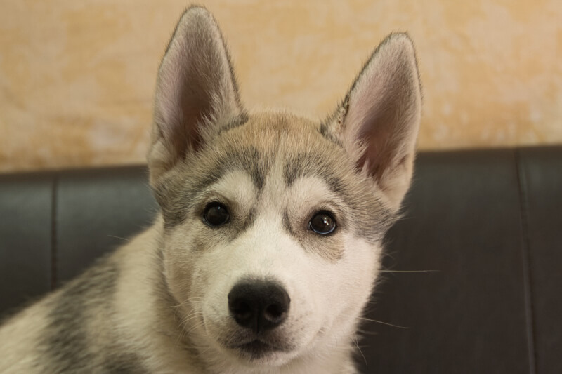 シベリアンハスキーの子犬の写真202211051 2月8日現在