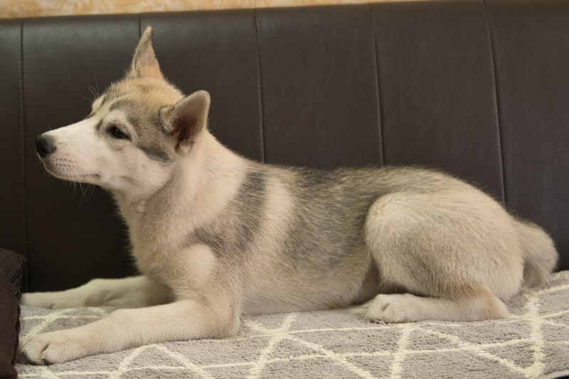 シベリアンハスキーの子犬の写真202211051-2 2月8日現在