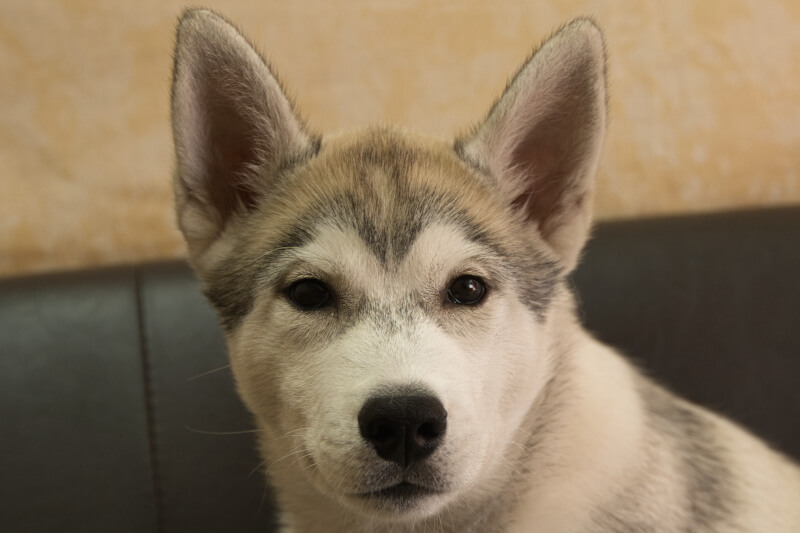 シベリアンハスキーの子犬の写真202211052 2月8日現在