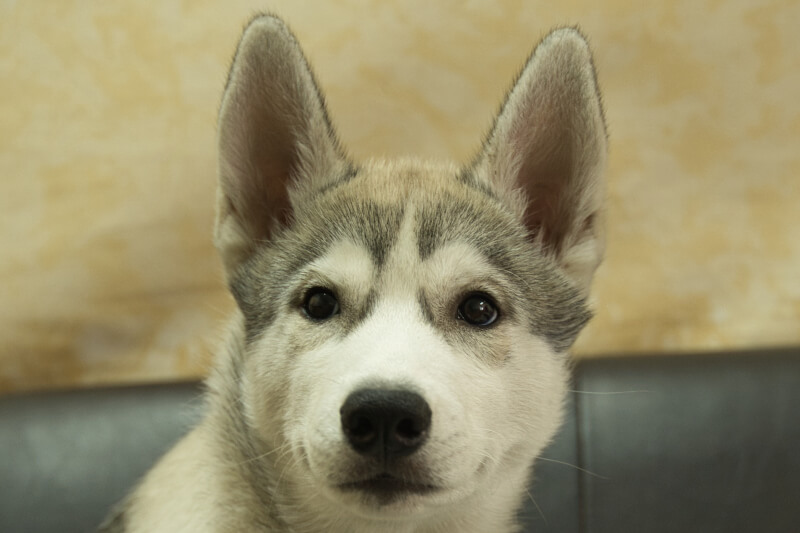 シベリアンハスキーの子犬の写真202211051 2月15日現在