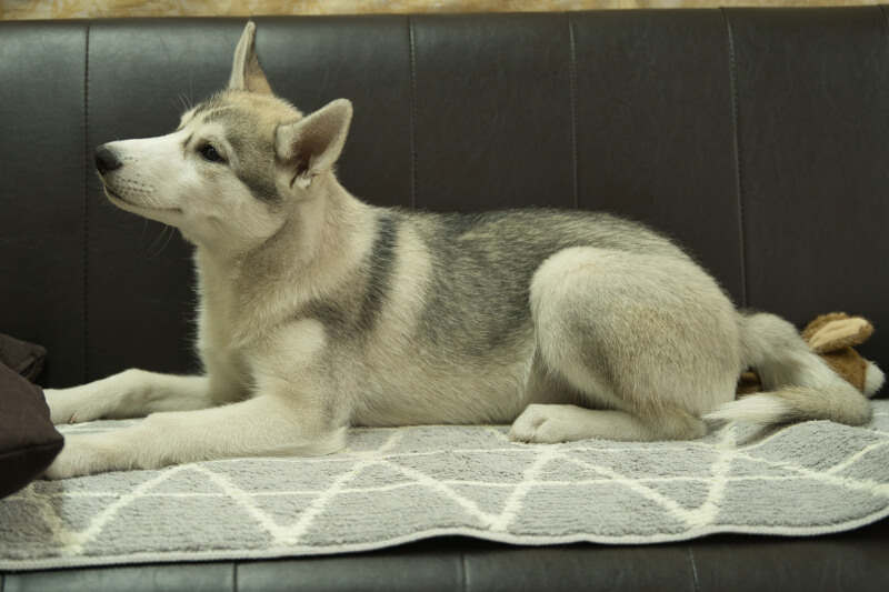 シベリアンハスキーの子犬の写真202211051-2 2月15日現在