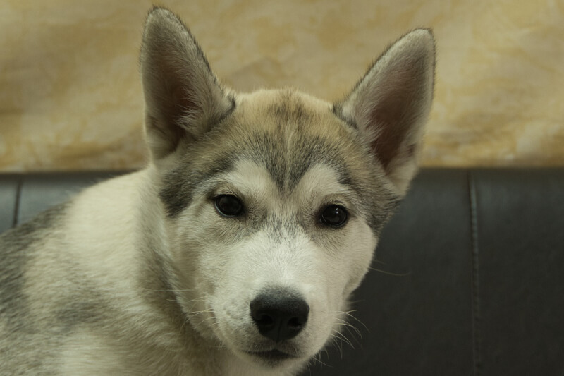 シベリアンハスキーの子犬の写真202211052 2月15日現在