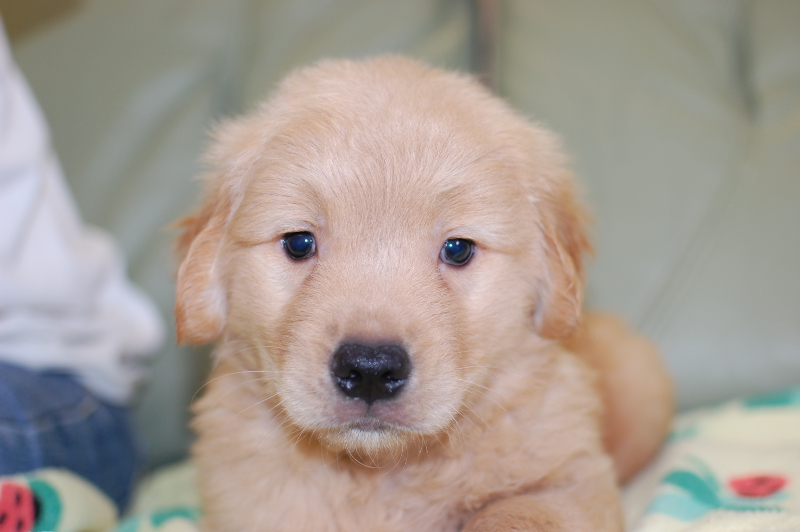 ゴールデンレトリーバーの子犬の写真201708021 9月14日現在