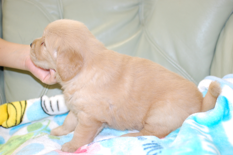 ゴールデンレトリーバーの子犬の写真201709171-2 10月16日現在