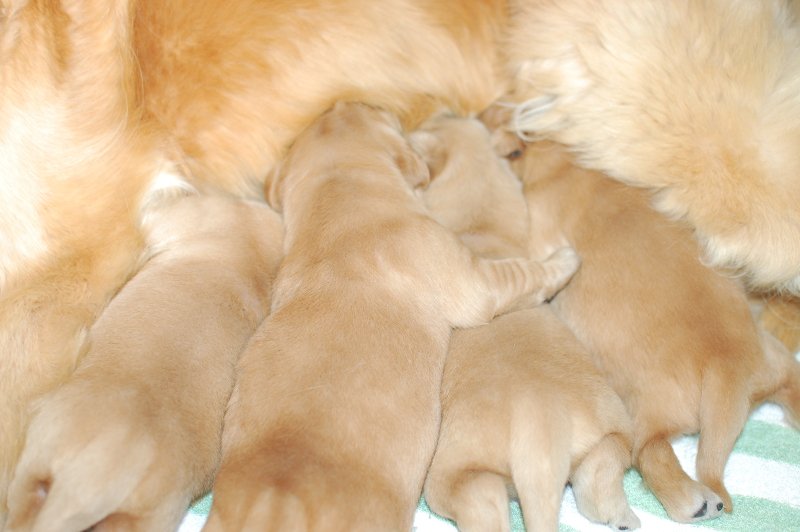 2018年4月17日生まれのゴールデンレトリバーの子犬の写真