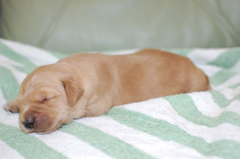 ゴールデンレトリーバーの子犬の写真201804173-2 4月28日現在