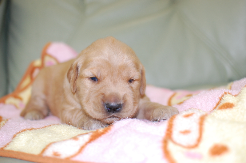 ゴールデンレトリーバーの子犬の写真201804173 5月2日現在