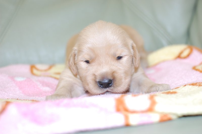 ゴールデンレトリーバーの子犬の写真201804171 5月2日現在