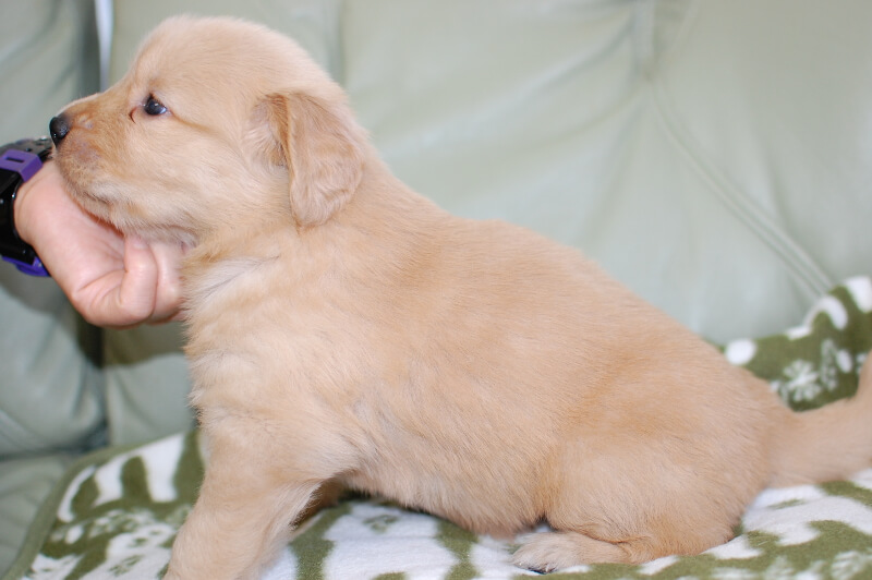 ゴールデンレトリーバーの子犬の写真201804174-2 5月18日現在