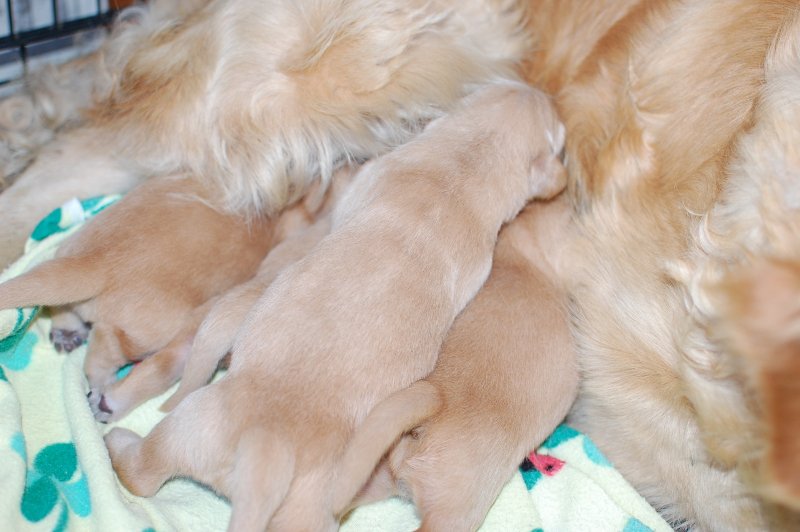 2018年5月17日生まれのゴールデンレトリバーの子犬の写真