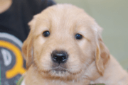 ゴールデンレトリーバーの子犬201804173