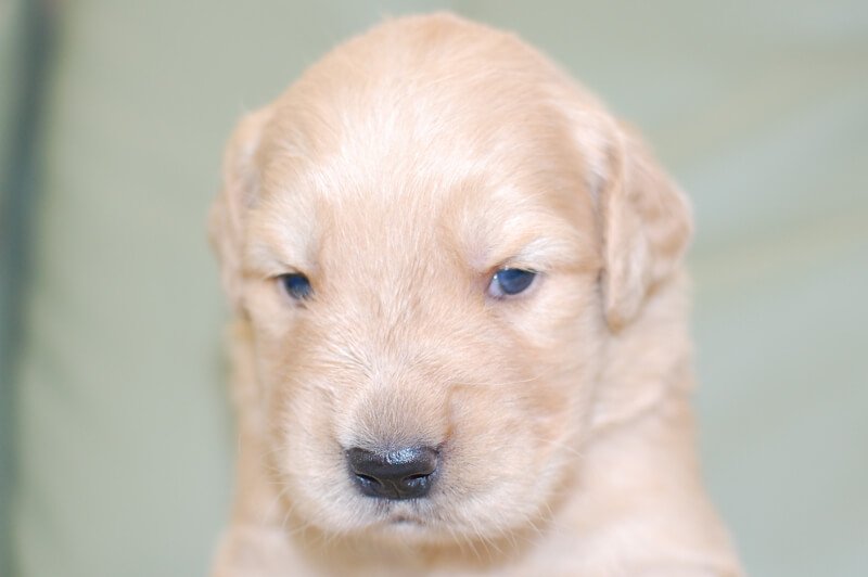 ゴールデンレトリーバーの子犬の写真201805174 6月8日現在