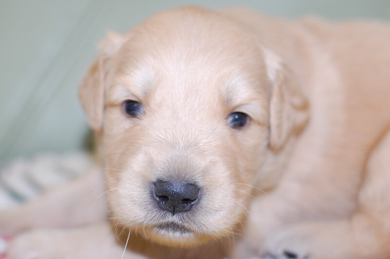 ゴールデンレトリーバーの子犬の写真201805171 6月8日現在