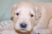 ゴールデンレトリーバーの子犬201805171