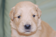 ゴールデンレトリーバーの子犬201805173