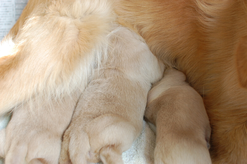 2019年1月24日生まれのゴールデンレトリバーの子犬の写真