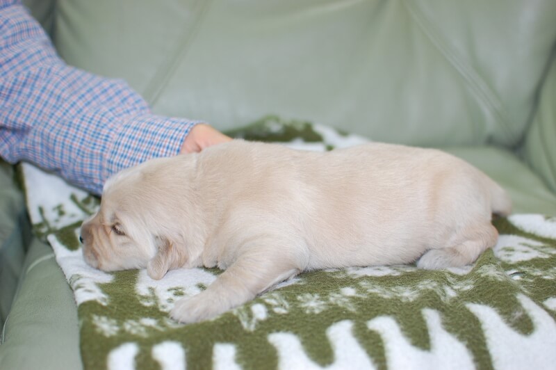 ゴールデンレトリーバーの子犬の写真201901241-2 2月7日現在