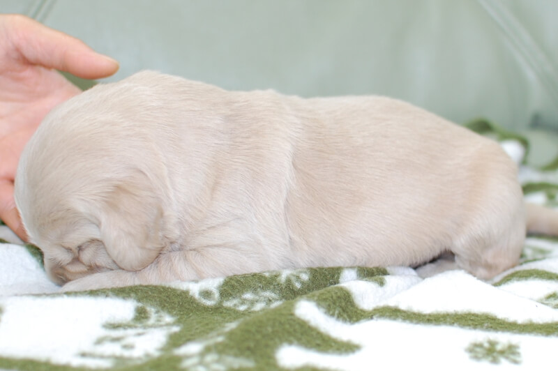 ゴールデンレトリーバーの子犬の写真201901242-2 2月7日現在