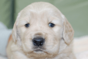 ゴールデンレトリーバーの子犬201901242
