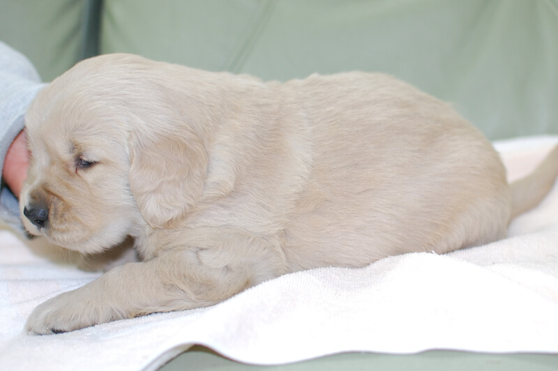 ゴールデンレトリーバーの子犬の写真201901242-2 2月19日現在