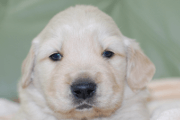 ゴールデンレトリーバーの子犬201901241