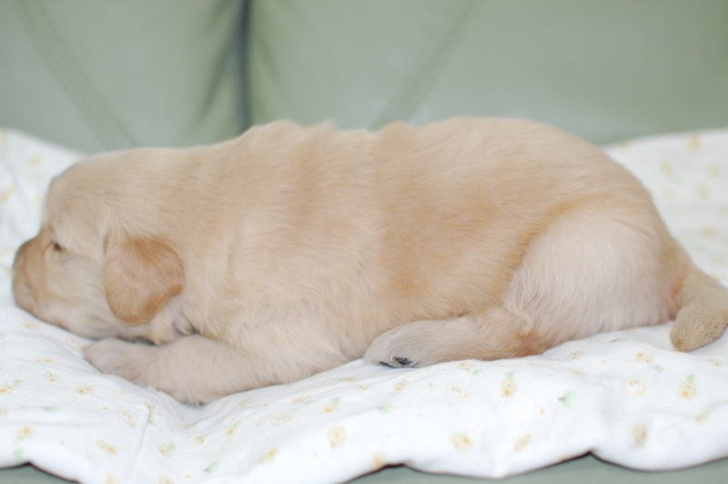 ゴールデンレトリーバーの子犬の写真201903293-2 4月20日現在