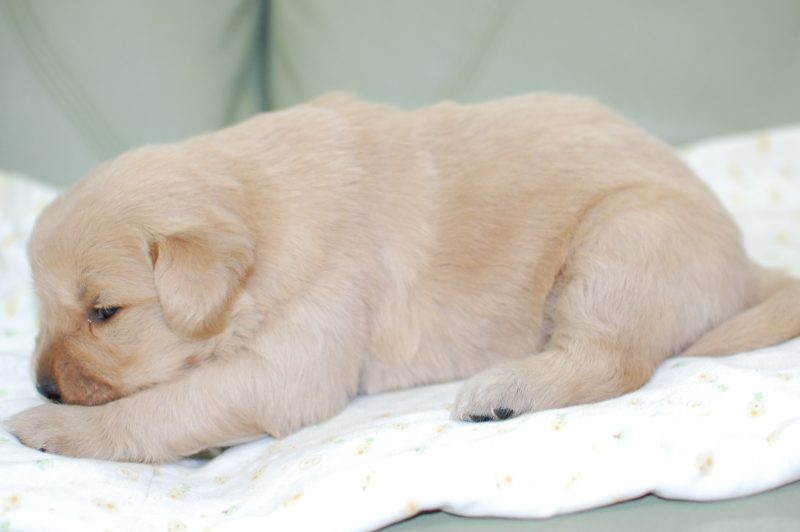 ゴールデンレトリーバーの子犬の写真201903294-2 4月20日現在