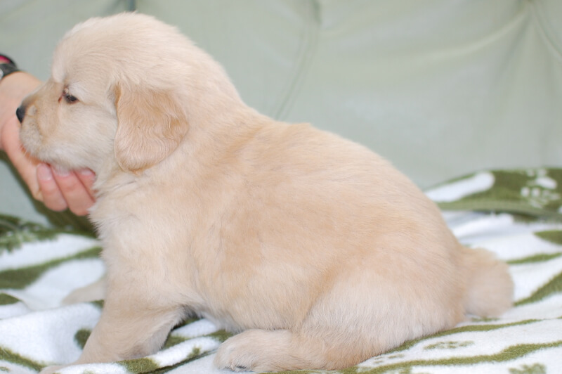 ゴールデンレトリーバーの子犬の写真201903293-2 4月26日現在