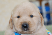 ゴールデンレトリーバーの子犬201903291