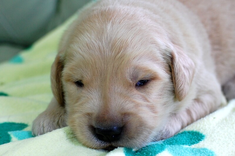 ゴールデンレトリーバーの子犬の写真201905233 6月5日現在