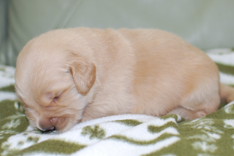 ゴールデンレトリーバーの子犬の写真201905241-2 6月8日現在
