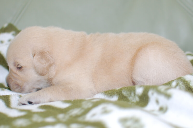 ゴールデンレトリーバーの子犬の写真201905241-2 6月8日現在