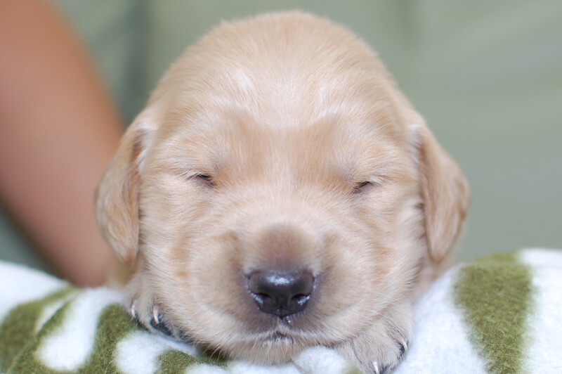 ゴールデンレトリーバーの子犬の写真201905244 6月8日現在