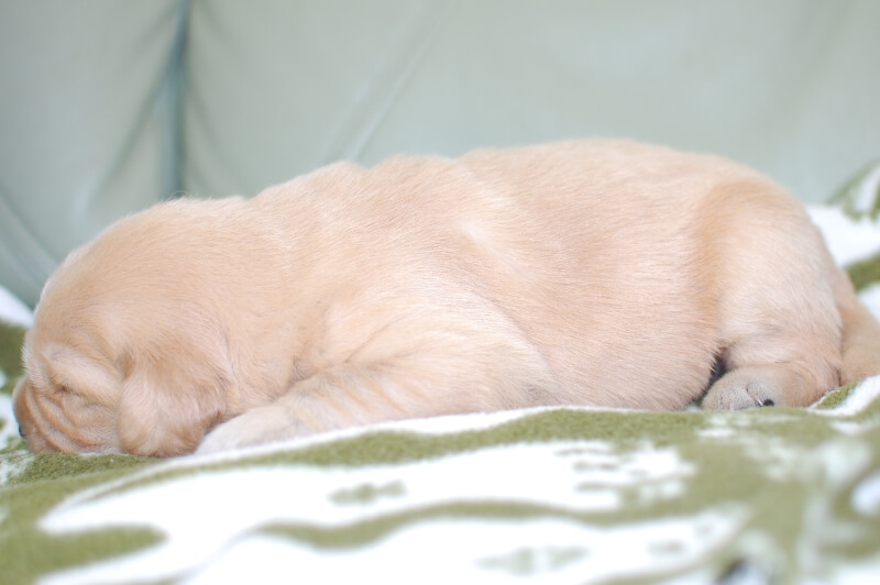 ゴールデンレトリーバーの子犬の写真201905244-2 6月8日現在