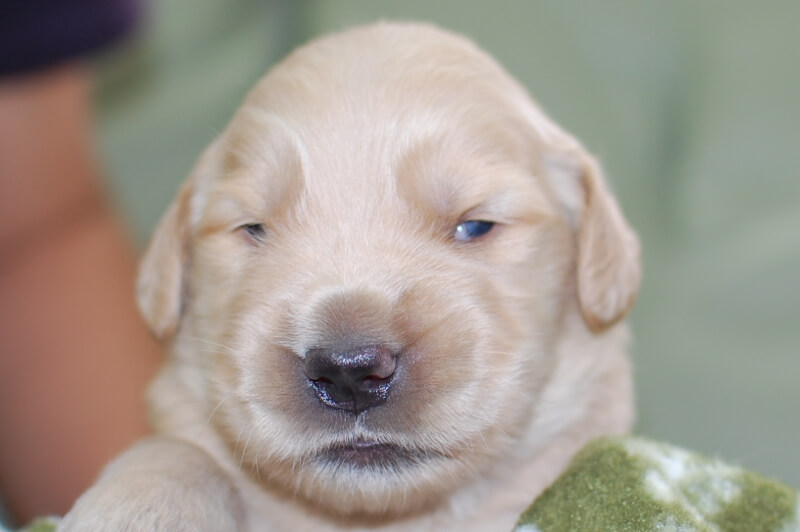 ゴールデンレトリーバーの子犬の写真201905241 6月8日現在