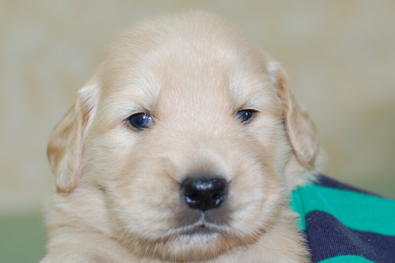 ゴールデンレトリーバーの子犬の写真201905245 6月15日現在