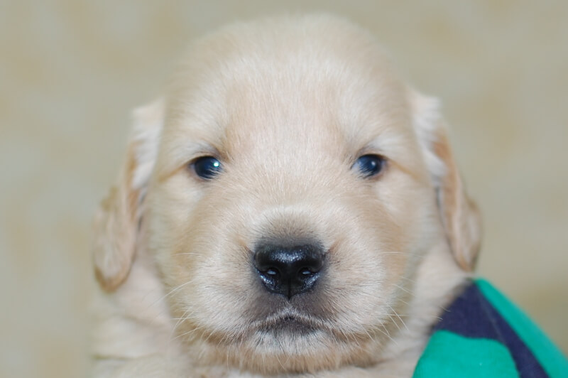 ゴールデンレトリーバーの子犬の写真201905246 6月15日現在