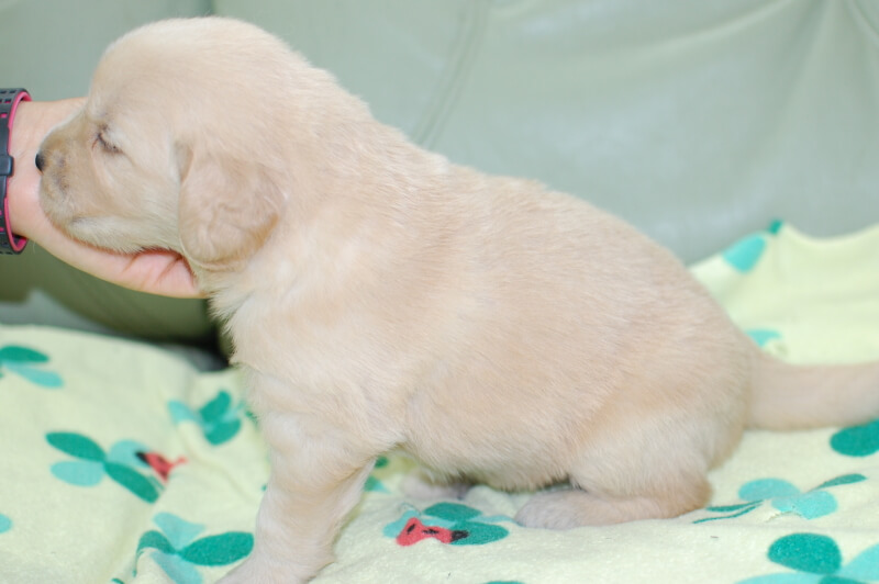 ゴールデンレトリーバーの子犬の写真201905246-2 6月15日現在