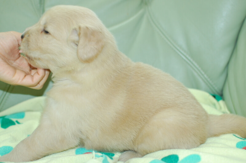 ゴールデンレトリーバーの子犬の写真201905233-2 6月15日現在