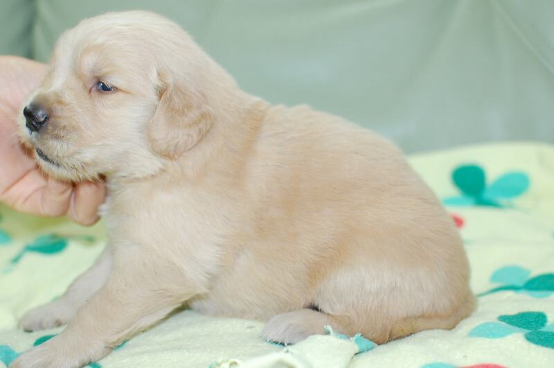 ゴールデンレトリーバーの子犬の写真201905241-2 6月15日現在